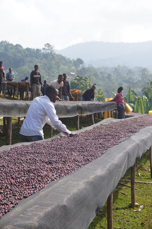Bekele Natural Espresso