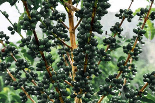 Colombia COMPETICI_N MARAGESHA Omni