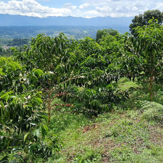 Colombia MACONDO Omni