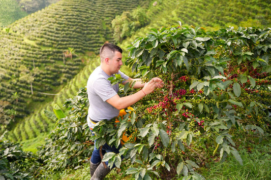 Colombia LAS FLORES Espresso