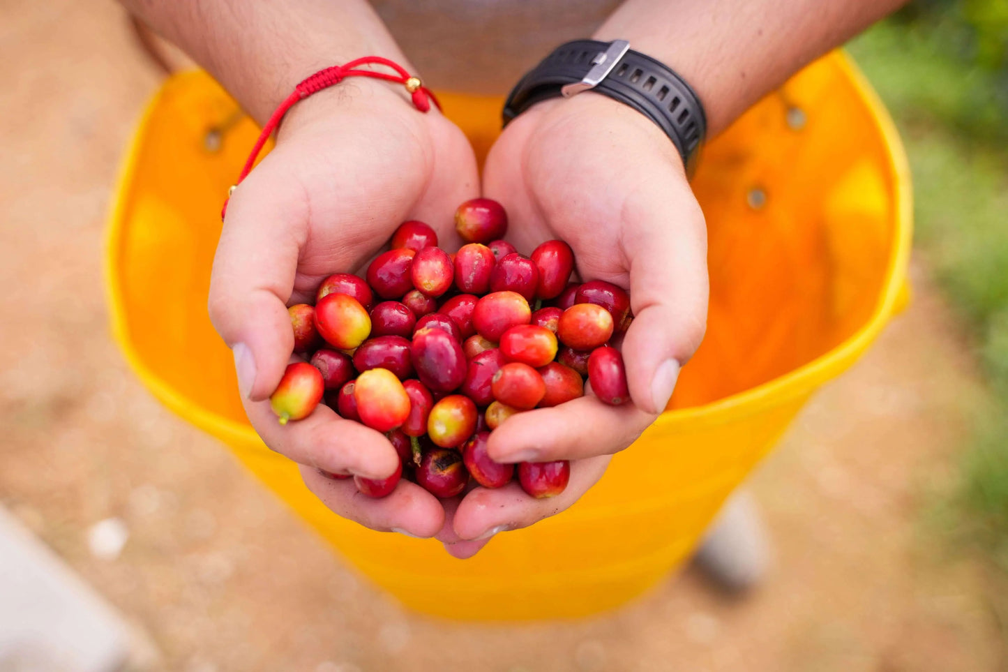 Colombia LAS FLORES Espresso