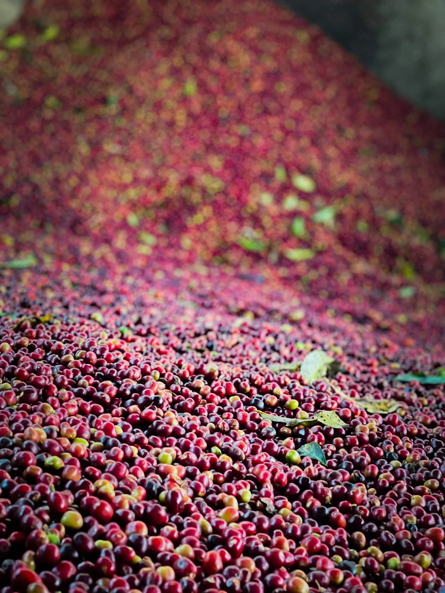 Ethiopia Bochesa Espresso