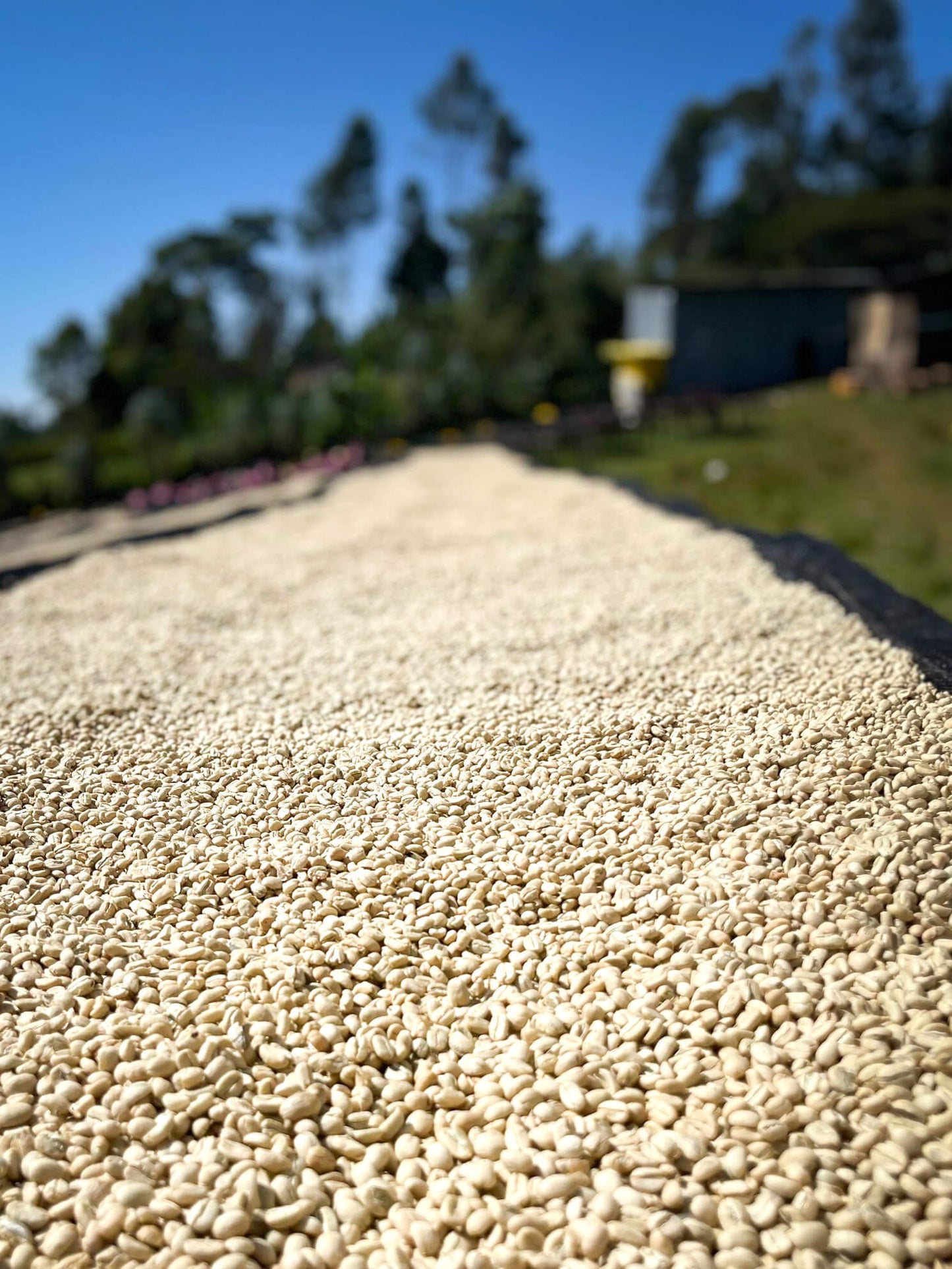 Ethiopia Bochesa Espresso