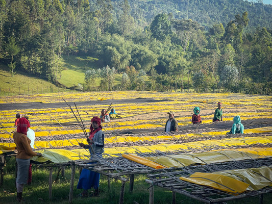 Ethiopia Bochesa Espresso