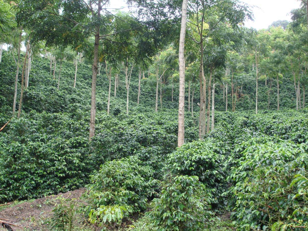 Guatemala FINCA CONCEPCIÓN Gesha Filter