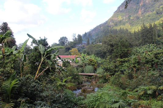 Guatemala WIWITZ Espresso