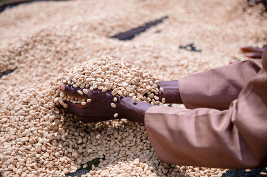 Rwanda GASHARU Filter