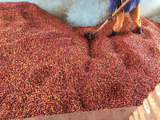 Rwanda INZOVU Espresso