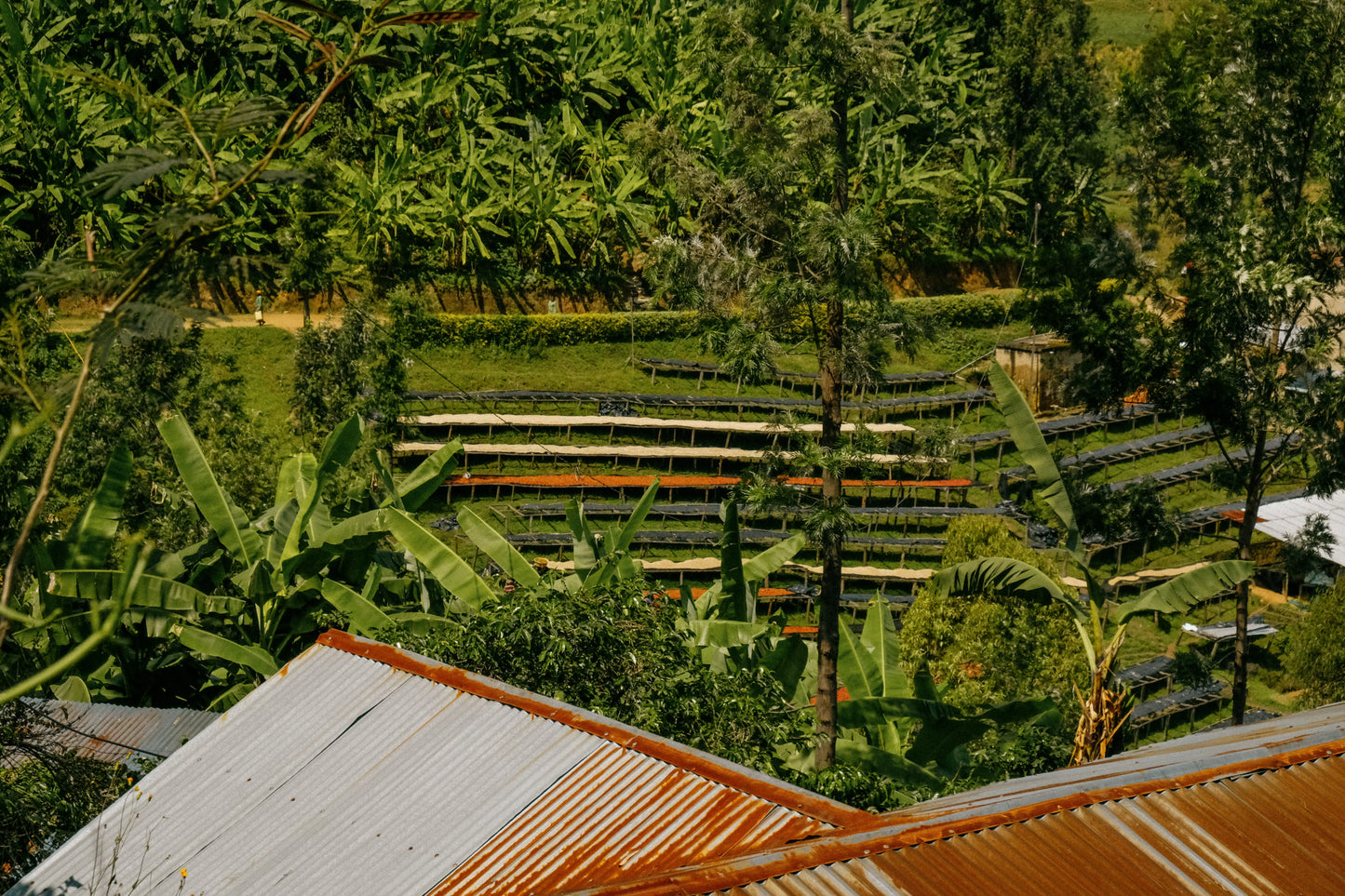 Rwanda INZOVU Espresso