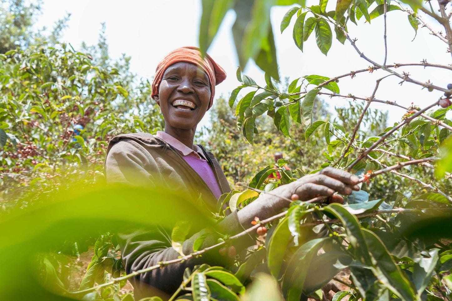 Tanzania ACACIA HILLS KENT Espresso