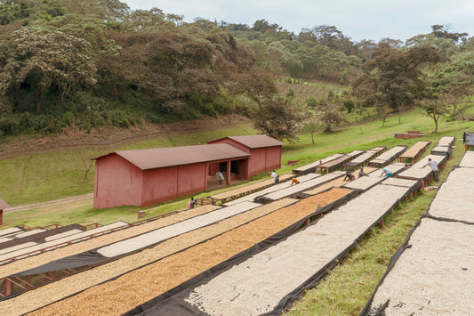 Tanzania ACACIA HILLS KENT Espresso