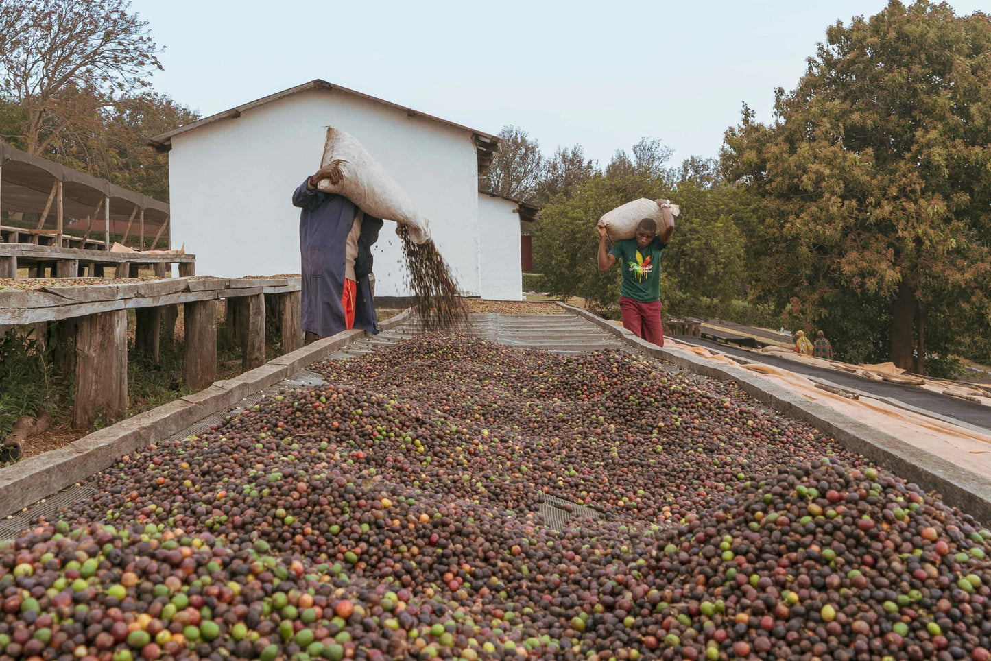 Tanzania ACACIA HILLS KENT Espresso