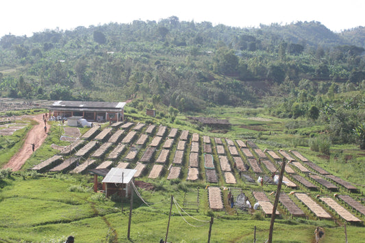 Tanzania KORONGO Espresso
