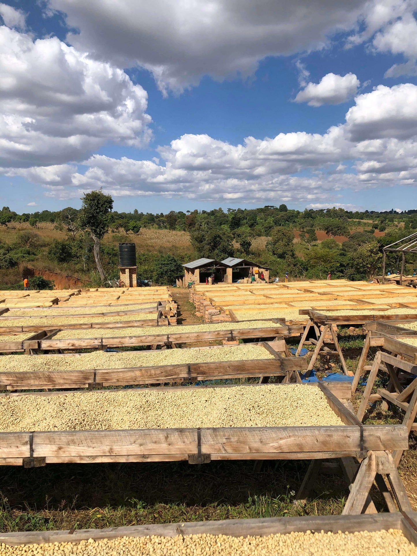 Tanzania KORONGO Espresso