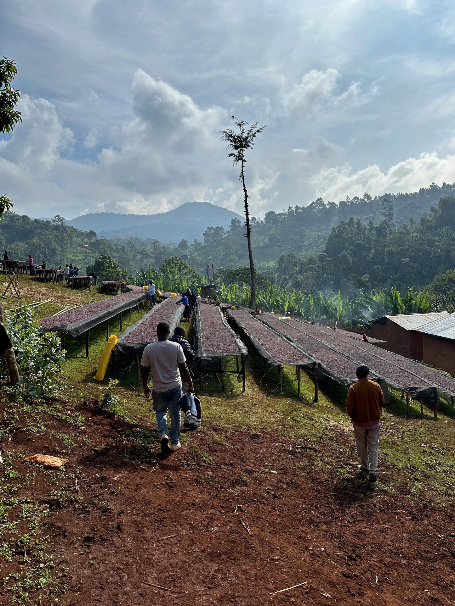 Bekele Natural Espresso