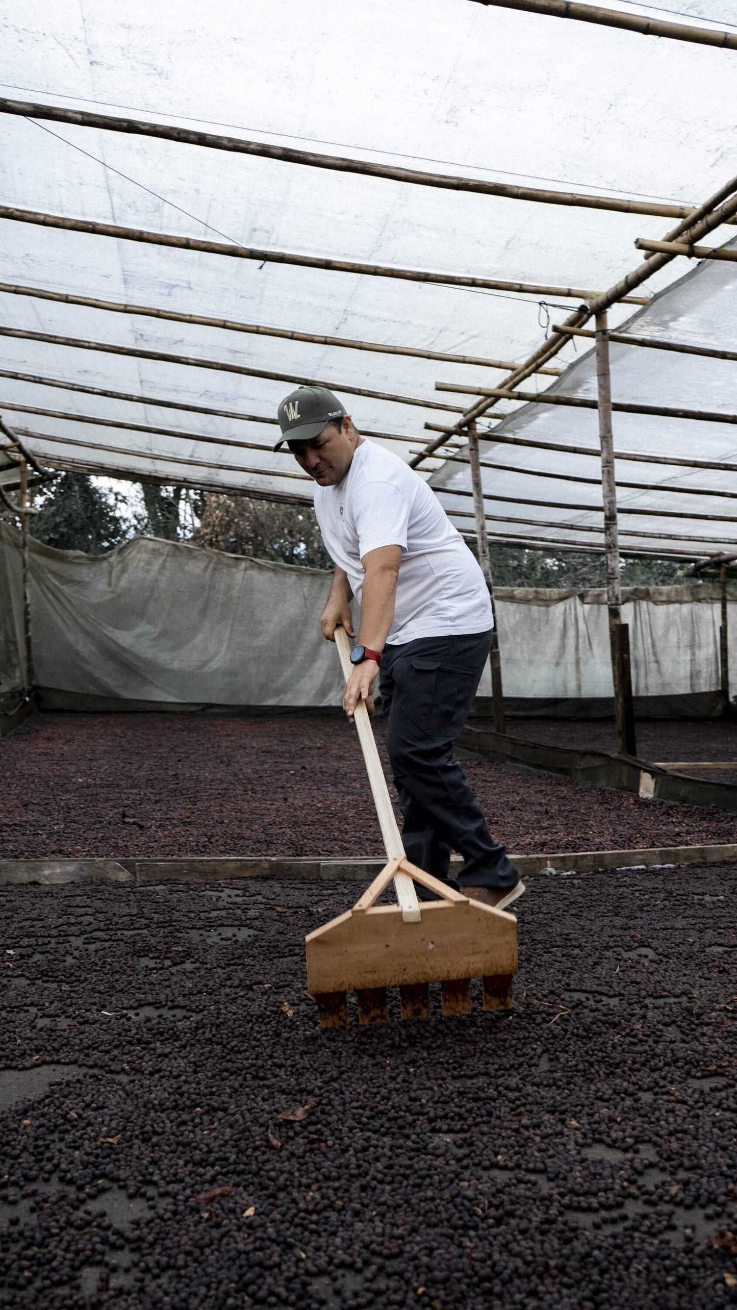 Colombia COMPETICI_N MARAGESHA Omni