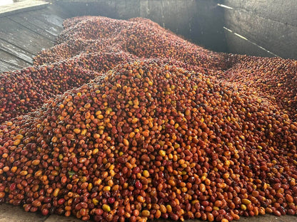 Colombia COMPETICI_N MARAGESHA Omni