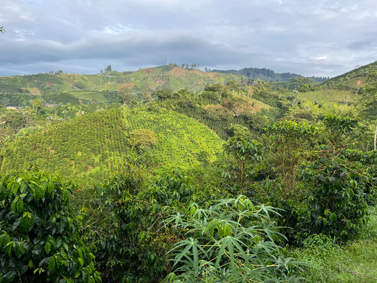 El Rubí - Colombia Anaerobic Washed Sidamo