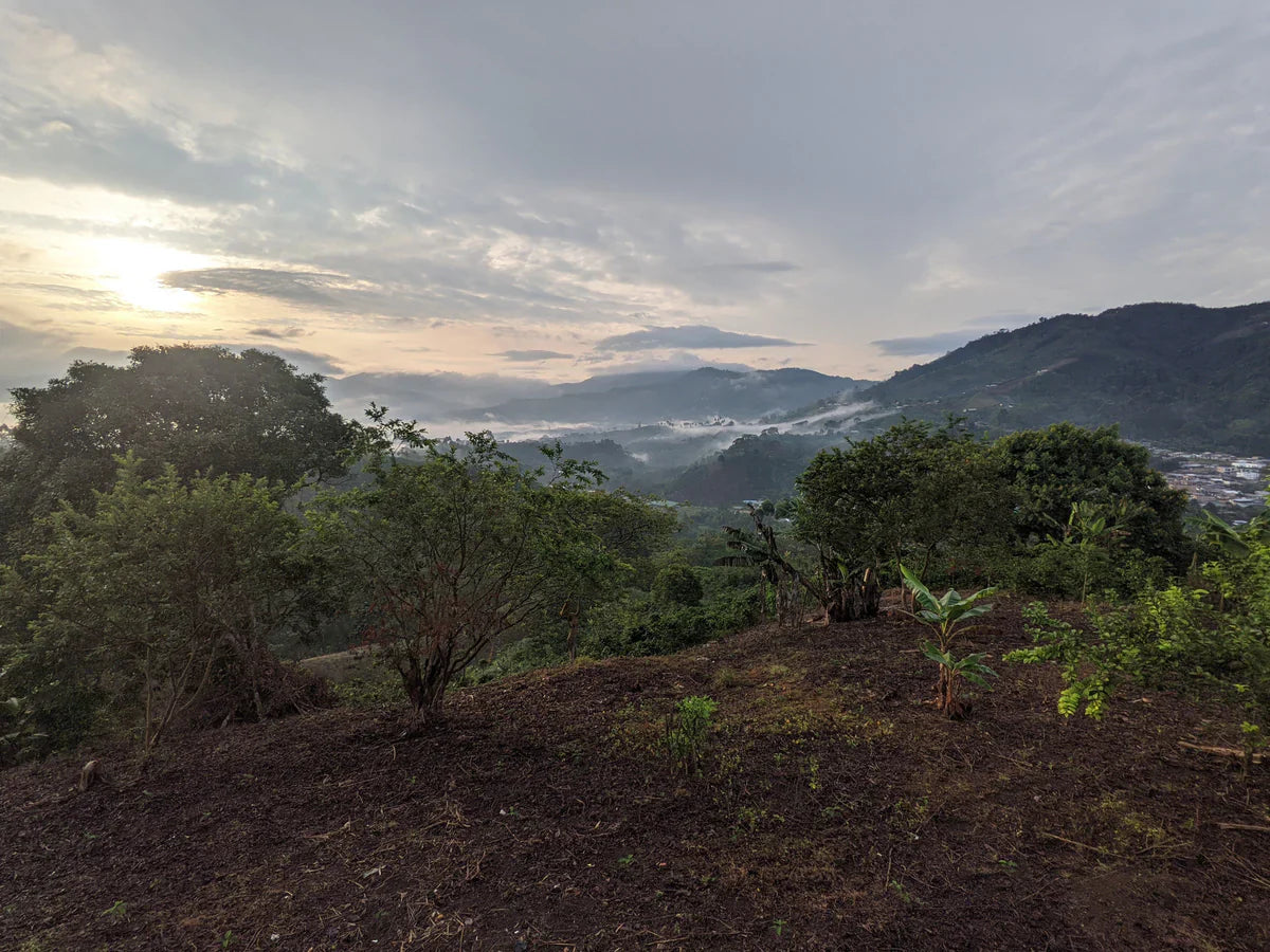 El Rubí - Colombia Anaerobic Washed Sidamo