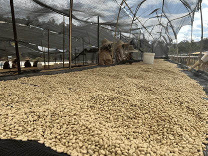 Etiopia FAYSEL ABDOSH Filter