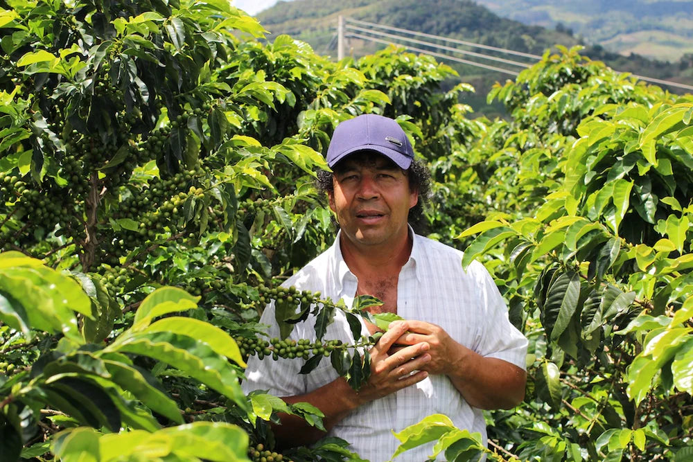 Finca Tamana - Colombia Washed Pink Bourbon