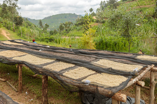 Giko Hill - Milk Espresso - Rwanda Washed Bourbon