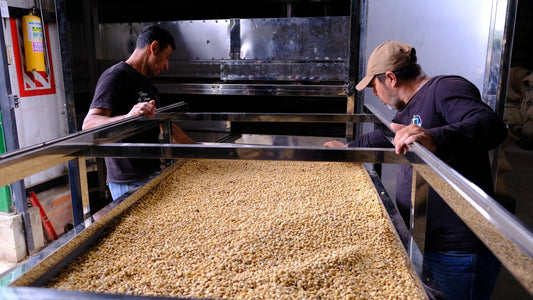 Golden Hour - Colombia Thermal Shock Pink Bourbon