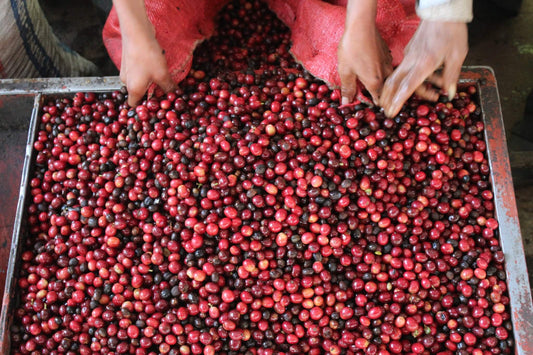 Guatemala FINCA CONCEPCIÓN Gesha Filter