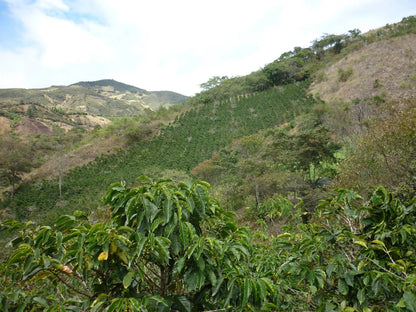 Jimmy Gomez - Colombia Anaerobic Washed Geisha