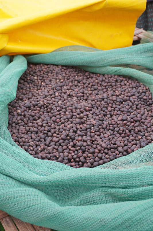 Mulugeta Red Honey