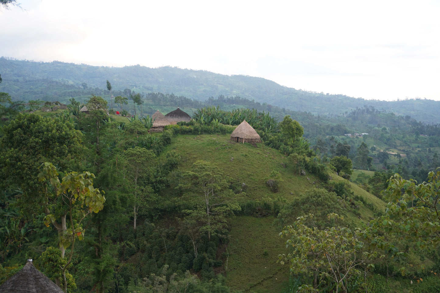 Mulugeta Red Honey