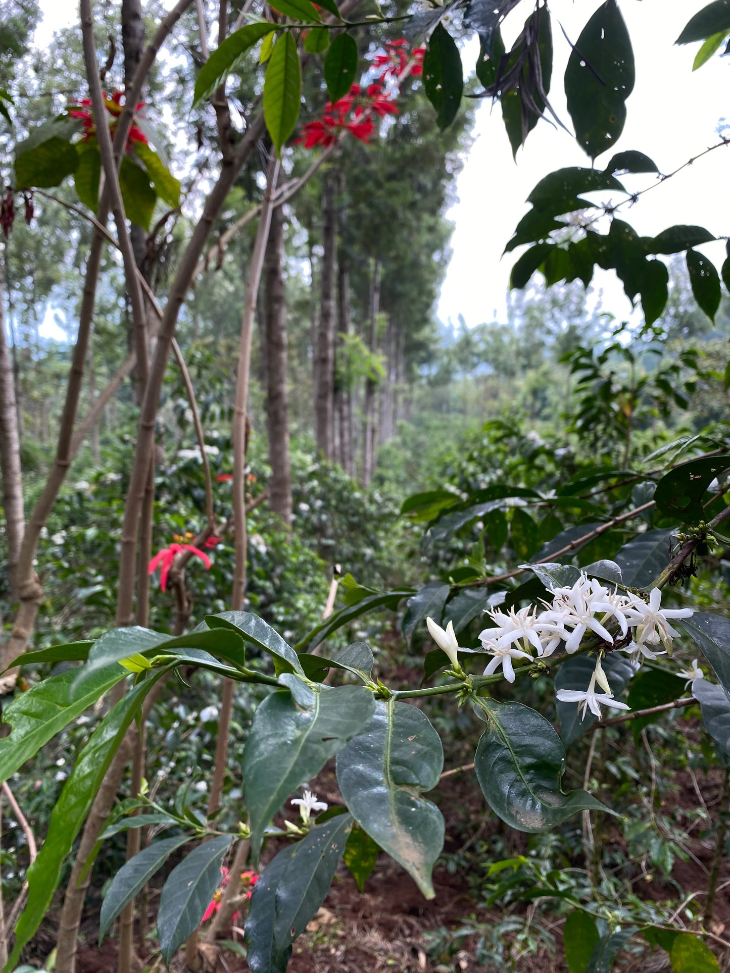 Reshad Natural Espresso