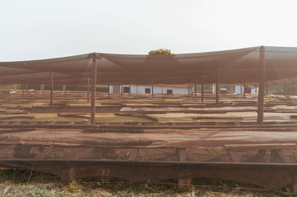 Tanzania Acacia Hills Pacamara Filter