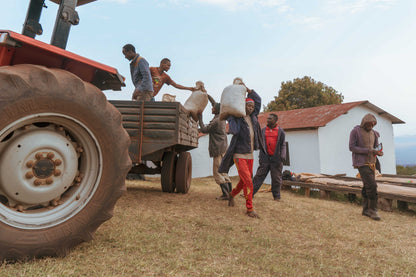 Tanzania Acacia Hills Pacamara Filter
