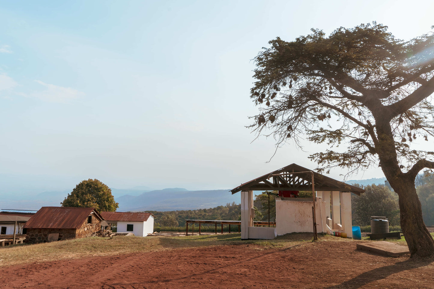 Tanzania Acacia Hills Pacamara Filter